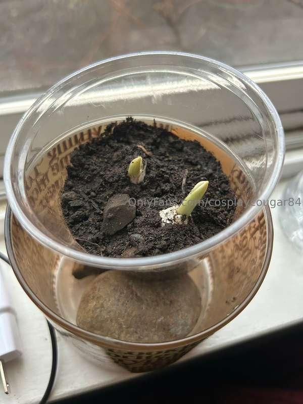 They told me I couldn’t plant garlic until the fall, but I s..