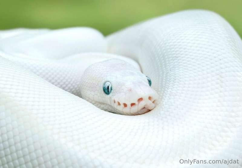 I reserved my lil baby snake she will look exactly like that..