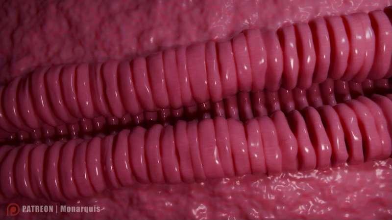 An@l Interior Fuck | INTERNAL ANIMATION