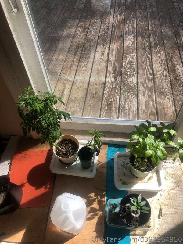 Mini garden 🪴 