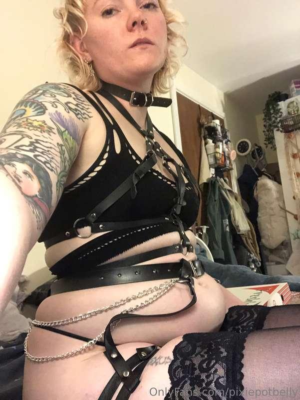 pixiepotbelly image #2