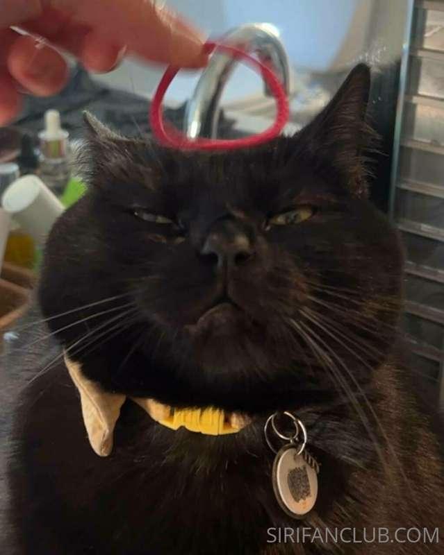 Please meme my cat!
The best meme will get a free month of m..