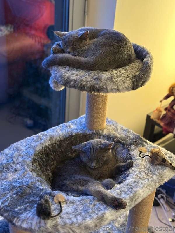 #britishshorthair #cats #kittens #naughtiesgal