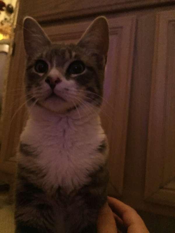 My new kitty cat! Meet Kambo :)