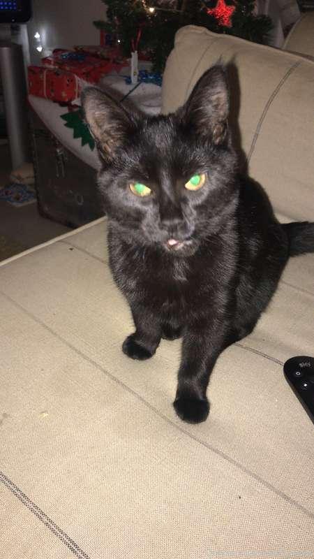 What u think of my pussy 🐱???