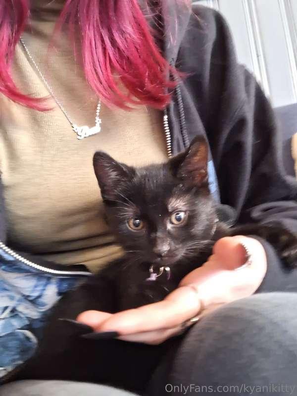 kyanikitty image #0