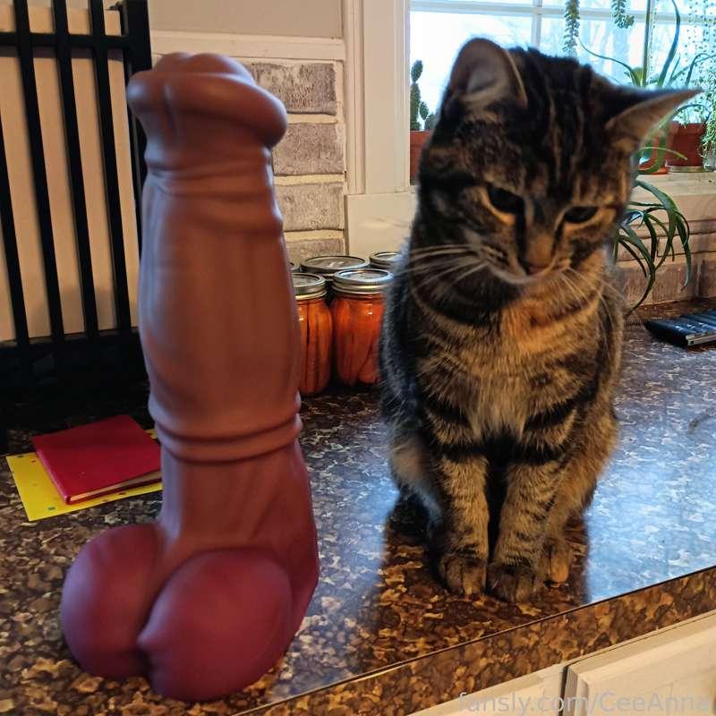 Look at this huge boy who just arrived! This is XXL Arion (from the lovely @bot456) Cat for comparison 😂 And mason jar lid for head comparison - that head is huge! 🤯