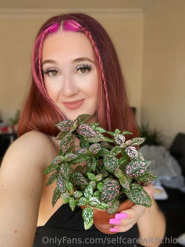 Plant of the week 🪴💕🥰 
This plant is called a polka dot plan..
