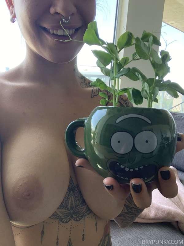 Good morniing, I am a proud mama.... my chickpeas are growin..