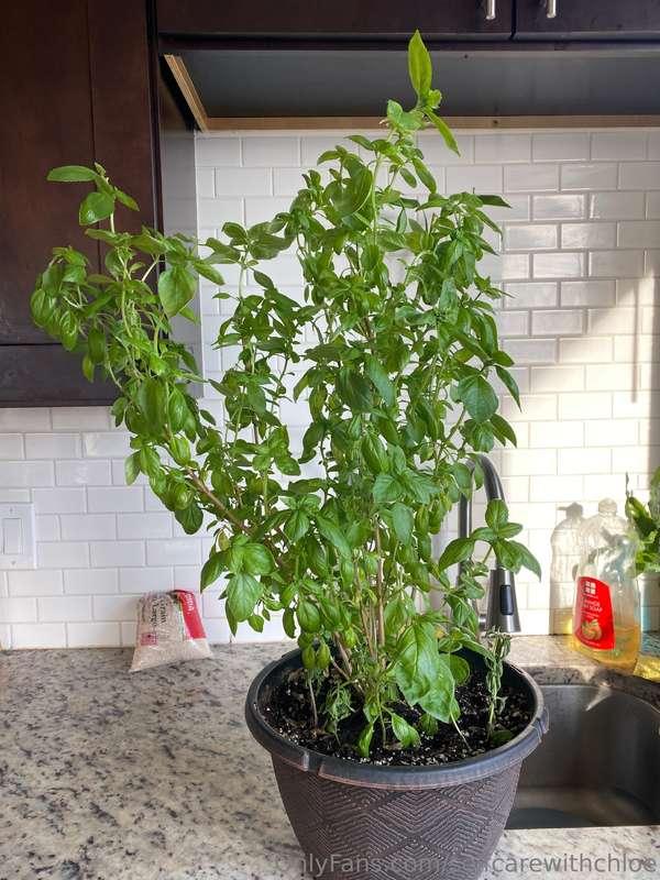 Wow my basil plant is growing so well! Isn’t it so big 😍