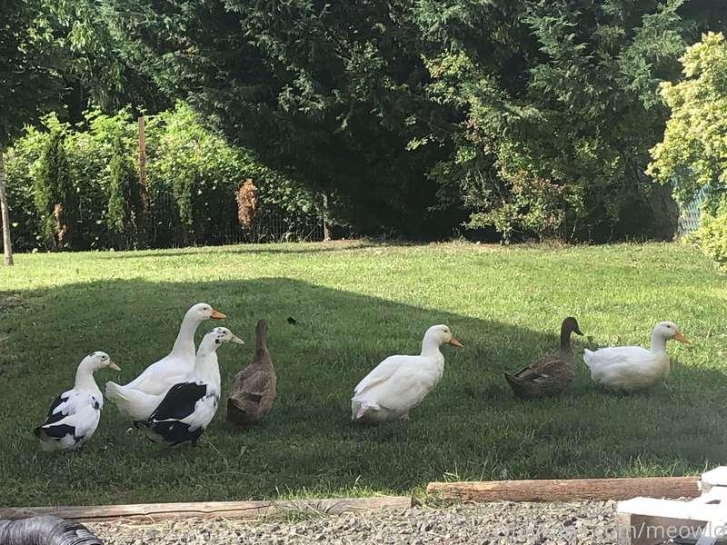 Someone asked for ducks 😜 I don’t care if it was a joke. You..