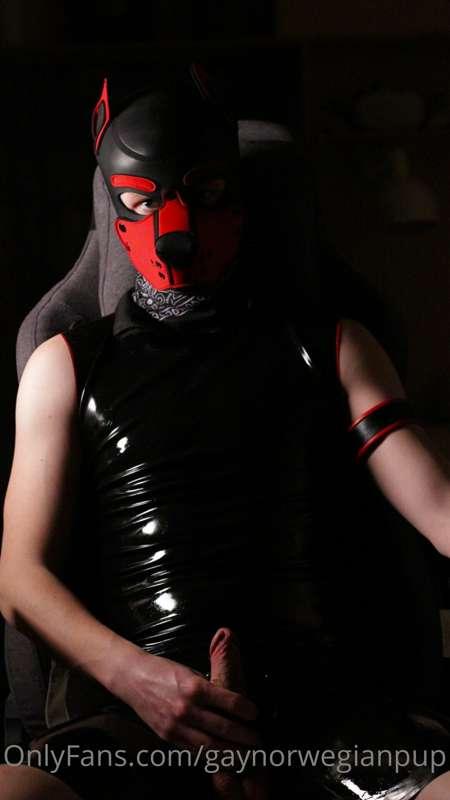 gaynorwegianpup image #0