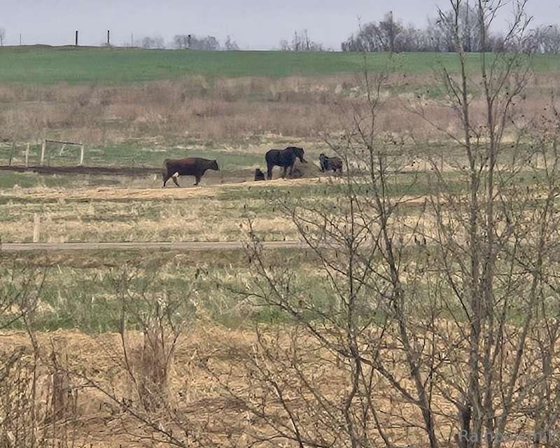 nikkisrainbow image #3