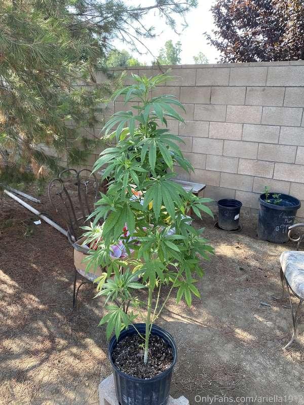 I wanted to show you my weed plant 🪴
But also if you swipe t..