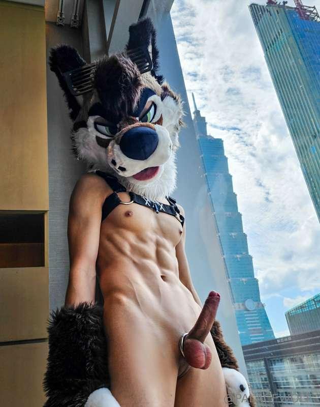 palacewolf main image