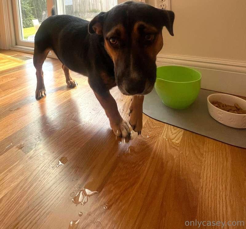 Everyone meet my sweet bb Walter 🩷🩷 I’ve only ever had big g..