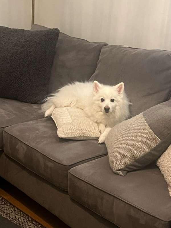 Pet Photos