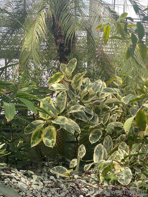 Omg 😍 This plant is beautiful! Commonly called a rubber tree..