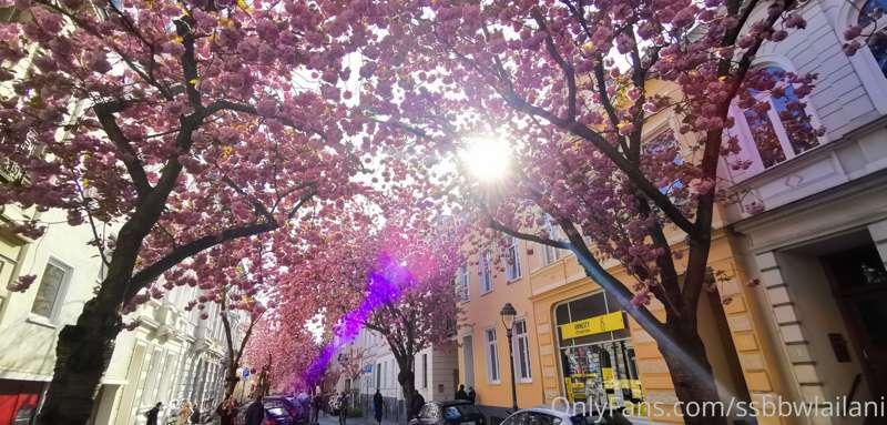 🌸🌸🌸