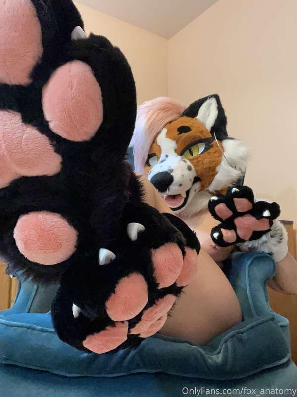 Worship my paws and send a tip to your foxy  mistress