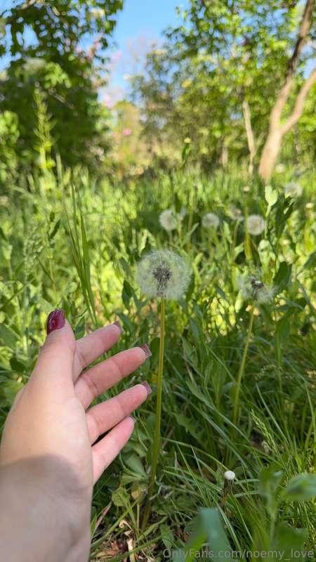 🌼✨ Blow out a dandelion and your dreams will come true! ✨🌼Th..