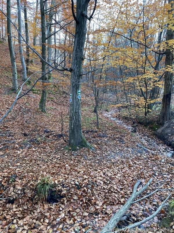 cayenne_klein_ image #8