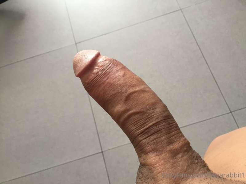 serjarabbit1 image #2