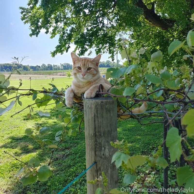 This cat is currently tearing up my grape vines and blueberr..