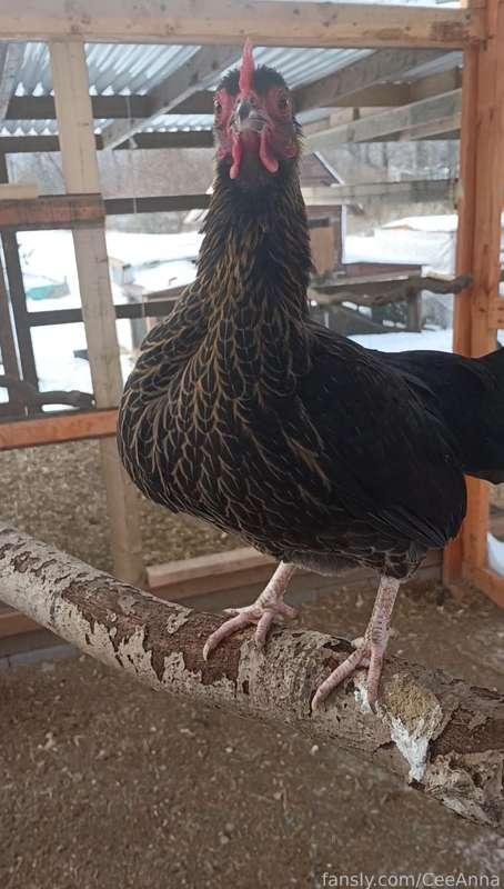 A peek into vanilla/farm girl me - this is little Cricket, my smallest and noisiest chicken. She loves to ride on my shoulder. 🥹❤️