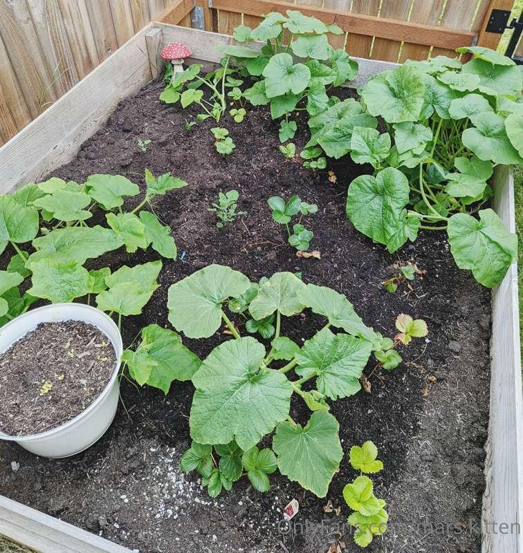 The first two pics are of my strawberry patch. I don't think..