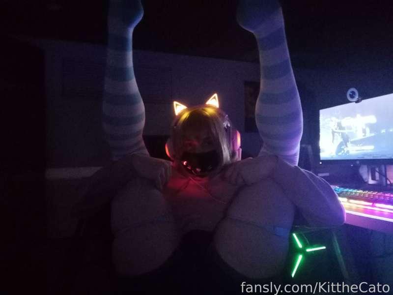 kitthecato image #1