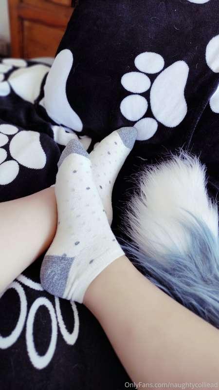 naughtycolliead image #1