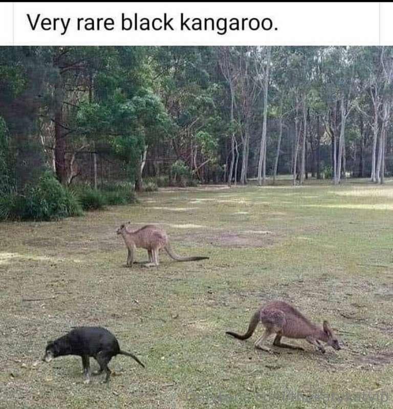Meme of the Day!