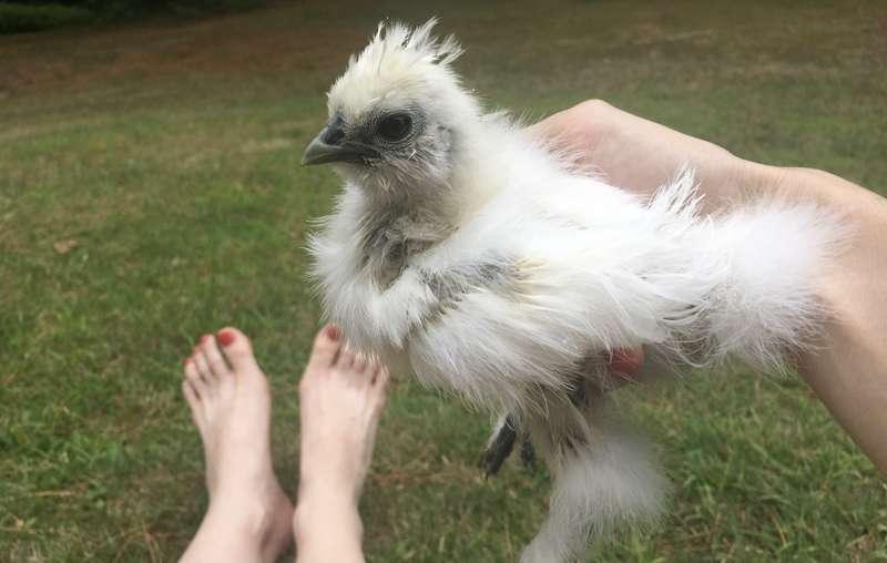 Happy Friday! Here’s a photo of my feet. And if you don’t like feet, here’s a baby chicken.