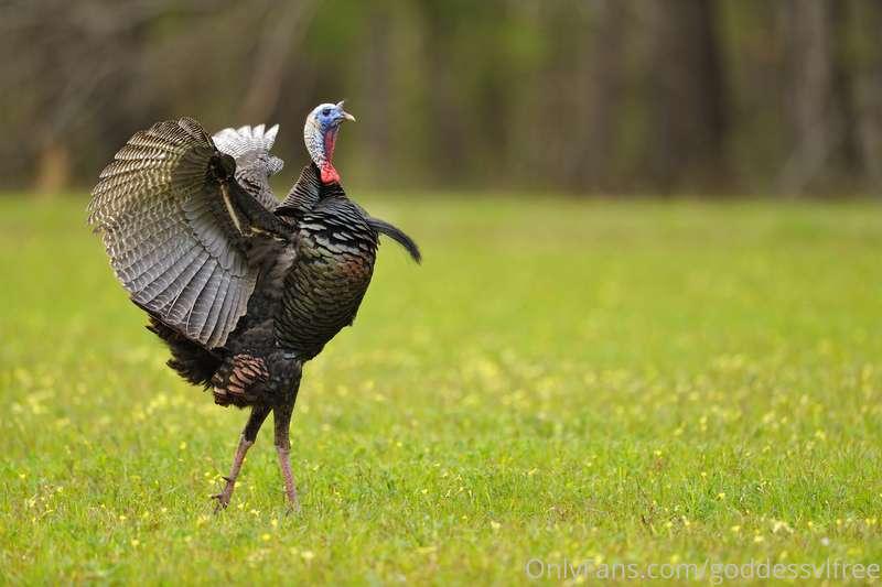Happy thanks giving, who needs pussy when turkeys are far be..