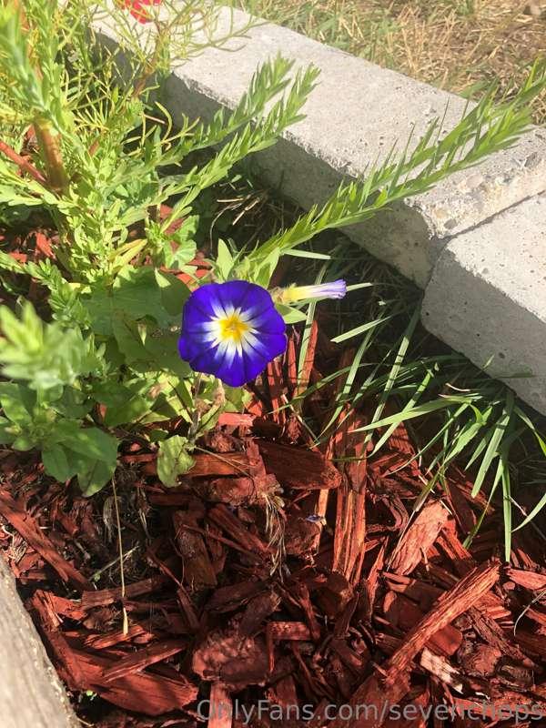 All my pretty flowers I grew from seed. Watch me bloom 🌸🌻