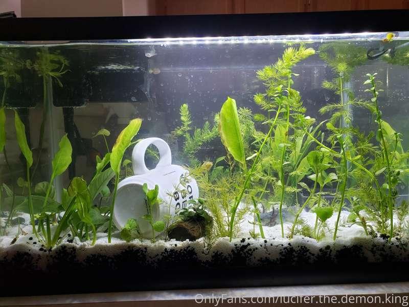 My new planted setup for axolotl tank <3 do u have any pets?..