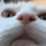 bratcvm