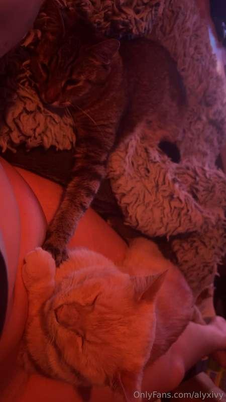 If y’all wanted an update on the new kitty I adopted 😸No I’m..