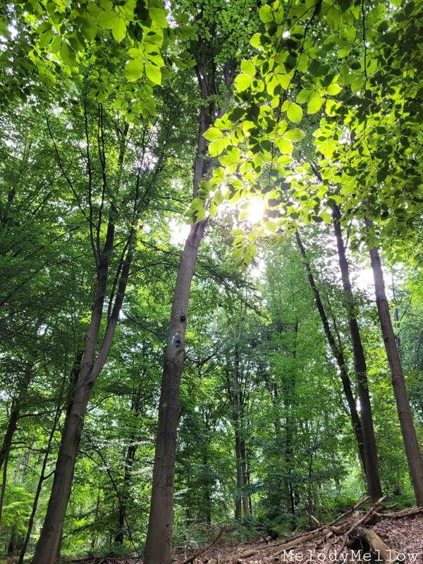 I went on a short hike in the woods yesterday.. Love all the..