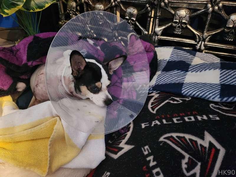 Currently taking care of Rosita after the vet, she's in roug..