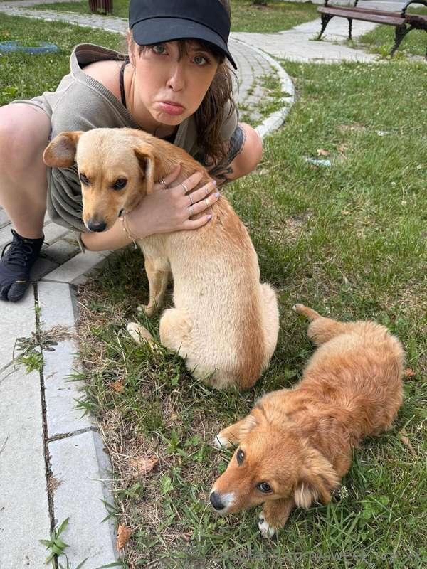 There was a lot of homeless dogs in Serbia and it’s really h..