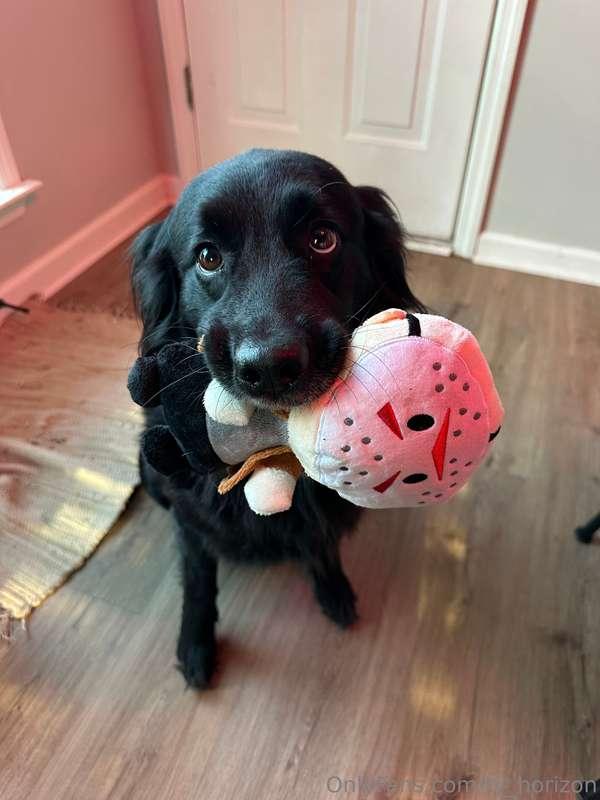I know it’s not what you subscribe for, but if you love dogs..
