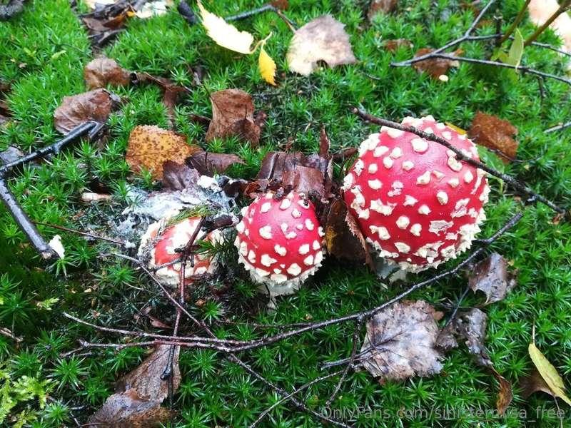 this mushrooms look average to me 🤔