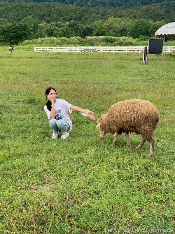 Chiangmai 🐑