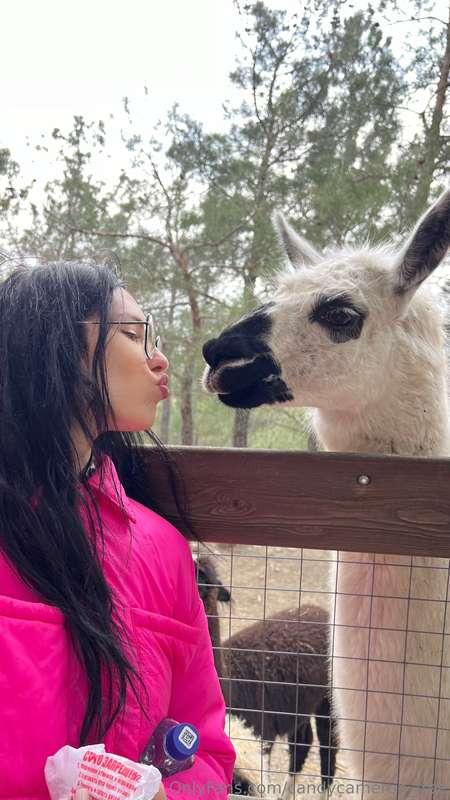 🦙  🏔️ Nestled amidst the picturesque peaks, a serene sanctua..