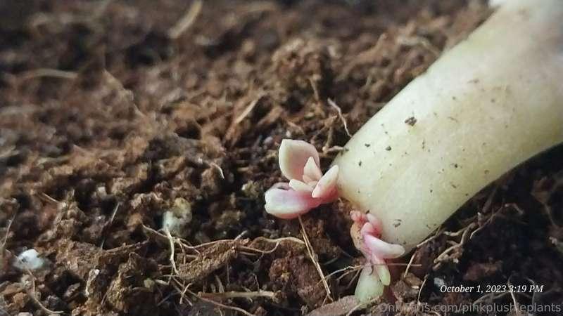 Pink ✅️ Plush ✅️ Plants ✅️