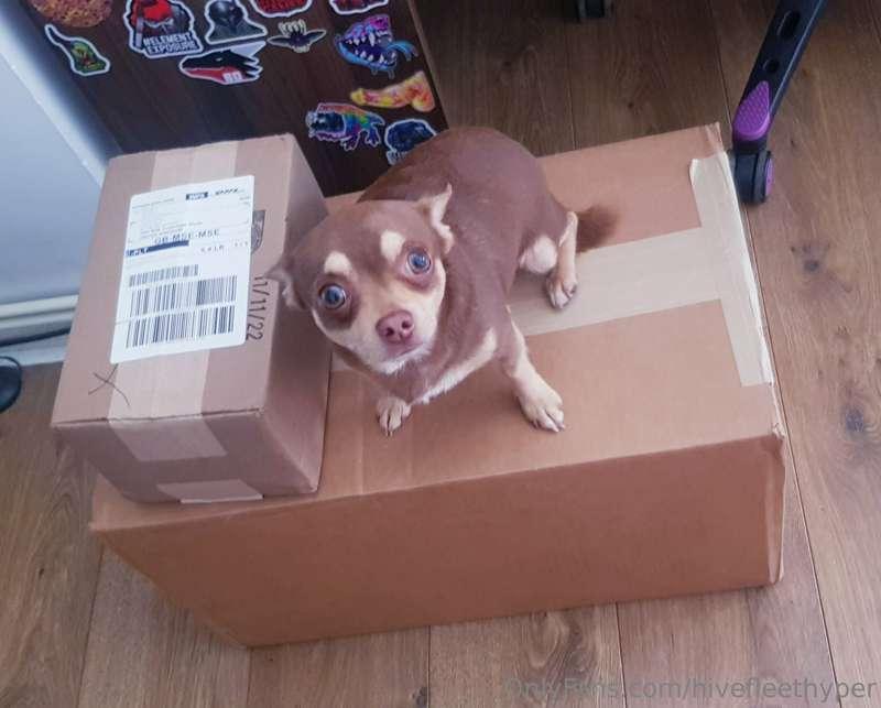 MY @strangebedfella & @bad_dragon PARCEL ARRIVED IM SO EXCIT..