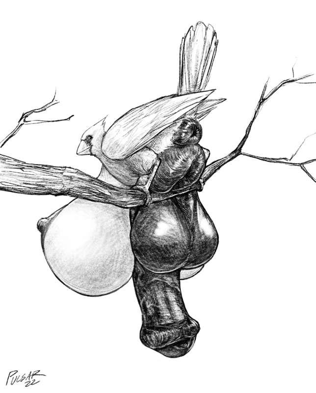 Hyper Cardinal Sketches
