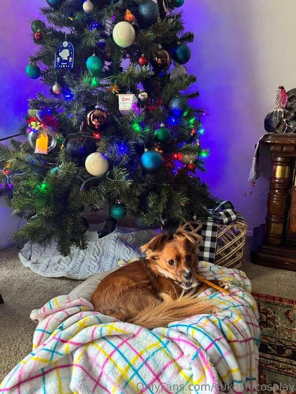 hi :) we put the tree up last night 